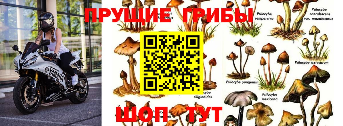 Псилоцибиновые грибы мухоморы Сосновый Бор